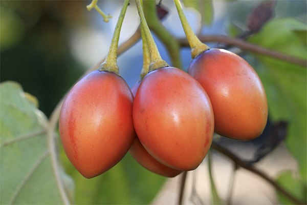 Interesting facts about tamarillo