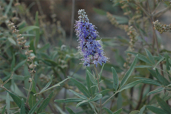 Healing compositions with Vitex