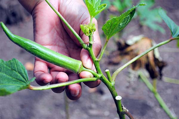 Growing okra