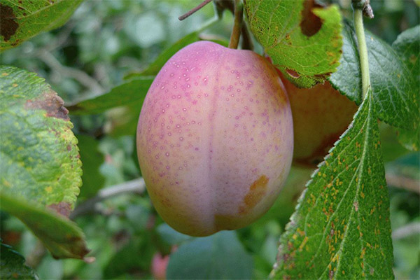 Traditional Medicinal Use of the Ikako Fruit