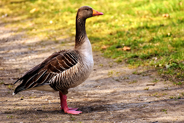Interesting facts about geese