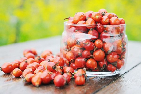 Interesting facts about rose hips