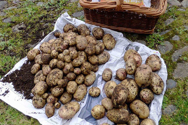 How to Dry Dug Potatoes