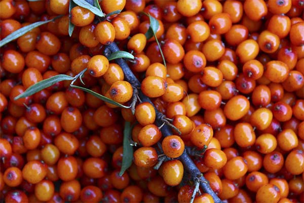 Can we eat sea buckthorn during pregnancy and lactation?