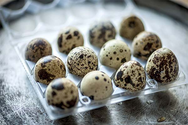 Useful properties of quail eggs