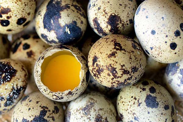 Benefits of pregnant quail eggs