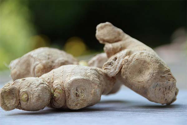 Can ginger harm an expectant mother?