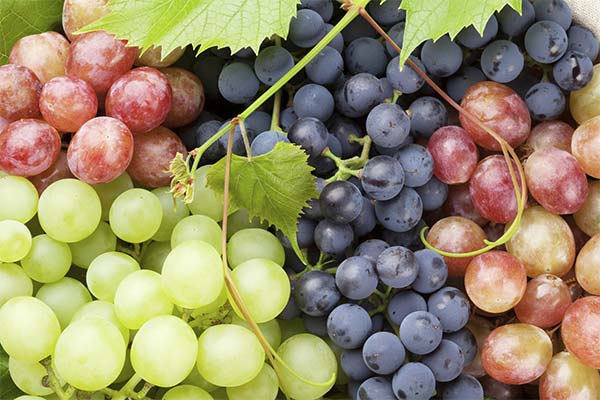 Choosing a grape variety for diabetics