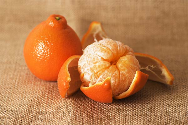 What is the usefulness of the minceola fruit