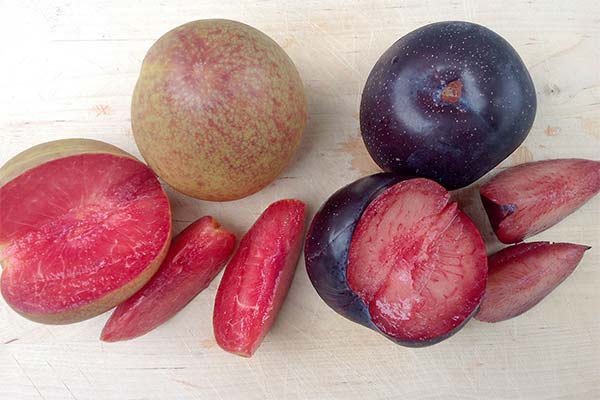 What is the usefulness of the plumkot fruit