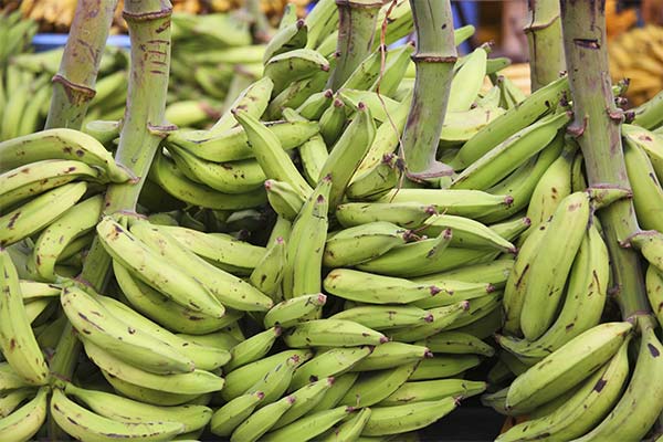 How to grow plantain