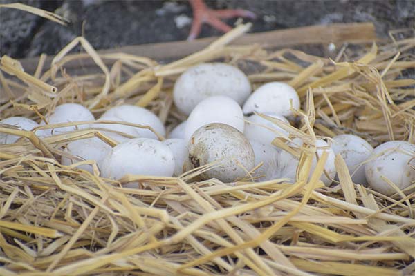 The benefits of pigeon eggs