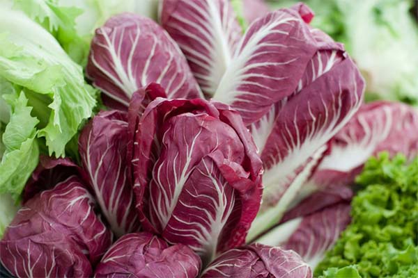 How to grow radicchio lettuce