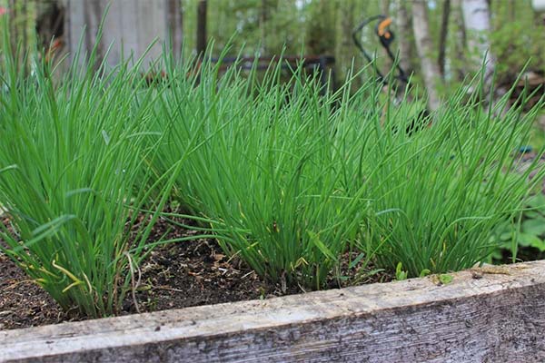 How to grow chives