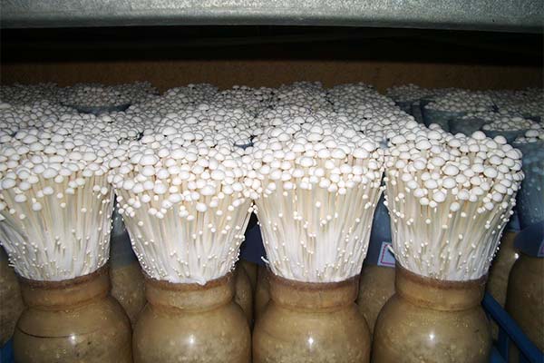 Comment cultiver l'enoki
