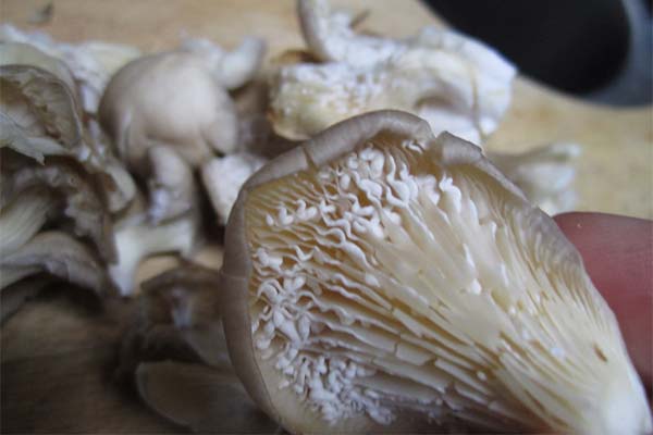 Signs of spoiled oyster mushrooms