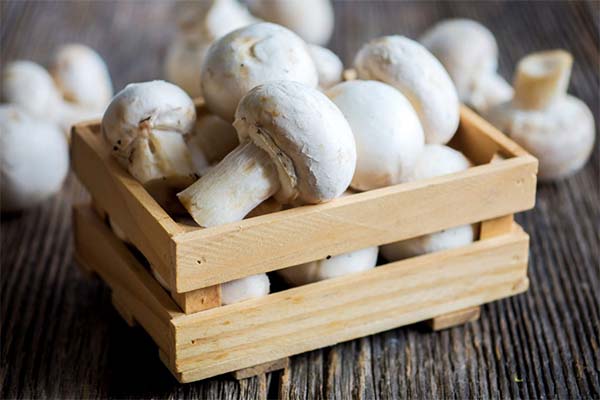 Shelf life and conditions of mushrooms