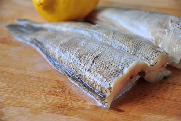 What is notothenia fish good for?