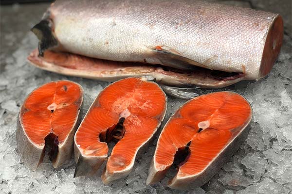 What is the chinook salmon good for?