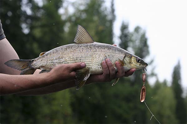 How to catch Siberian whitefish