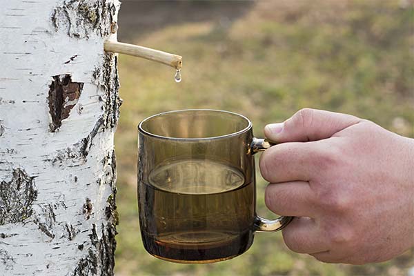 When and how to collect birch sap