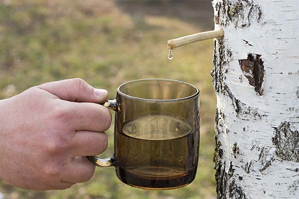 When to harvest birch sap