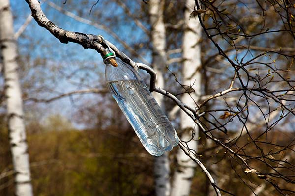 Collecting birch sap by branch