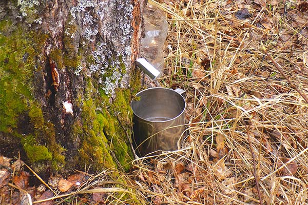Collecting birch sap with a chute