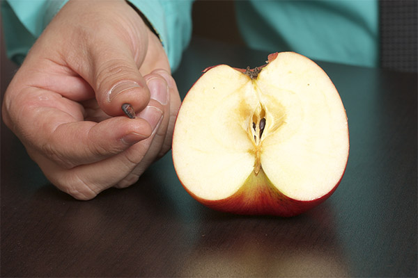 كيفية استخدام بذور التفاح