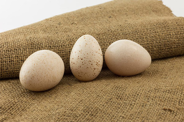ما هي فوائد بيض الديك الرومي؟