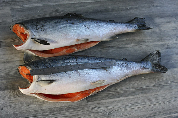 كيفية اختيار وتخزين سمك السلمون كوهو