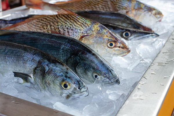 كم يتم تخزين الأسماك المذابة في الثلاجة